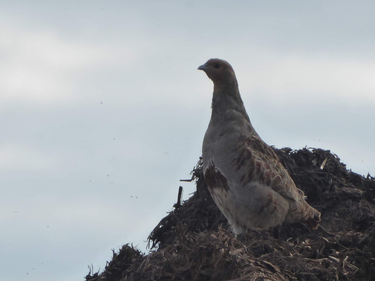 rapphøne - ML646340318