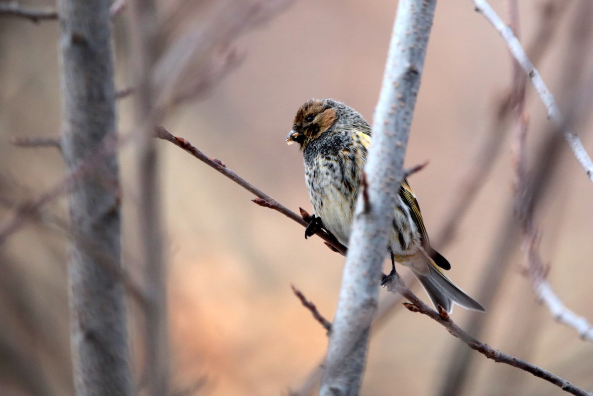 Fire-fronted Serin - ML646340321