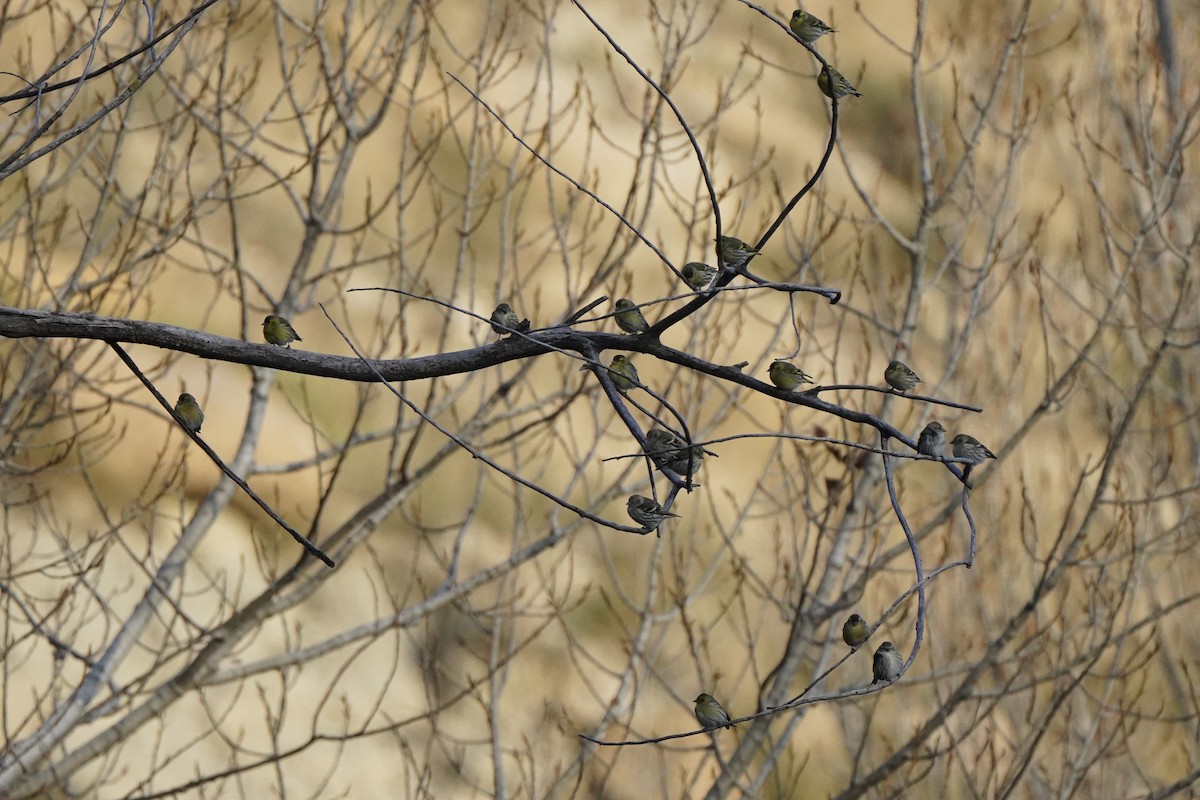 Eurasian Siskin - ML646340333
