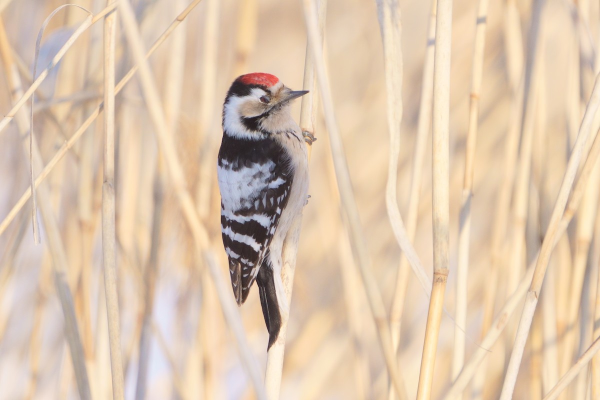 Lesser Spotted Woodpecker - ML646340336