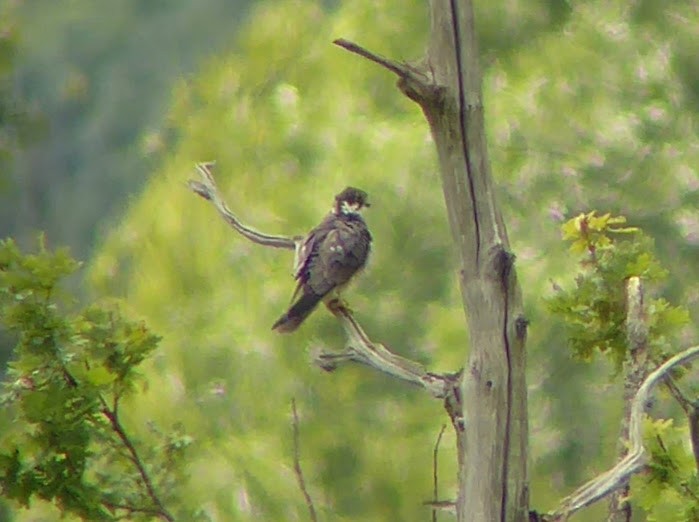 チゴハヤブサ - ML646340338