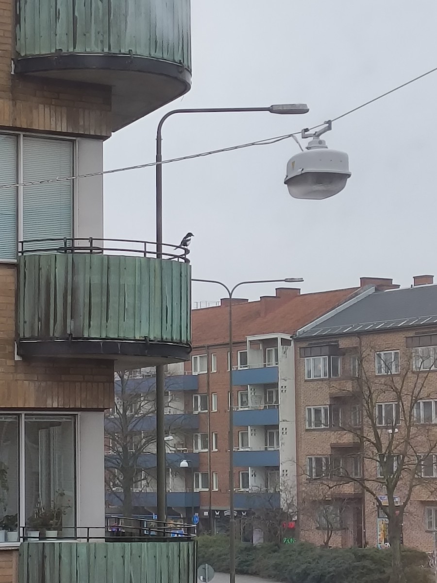 ユーラシアカササギ（pica グループ） - ML646340339