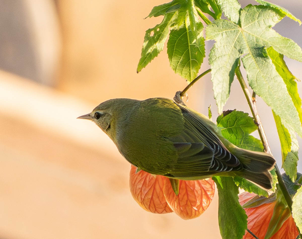 Tennessee Warbler - ML646340340