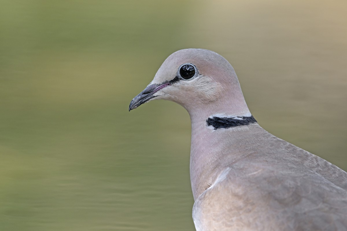 ウスアフリカジュズカケバト - ML646340342