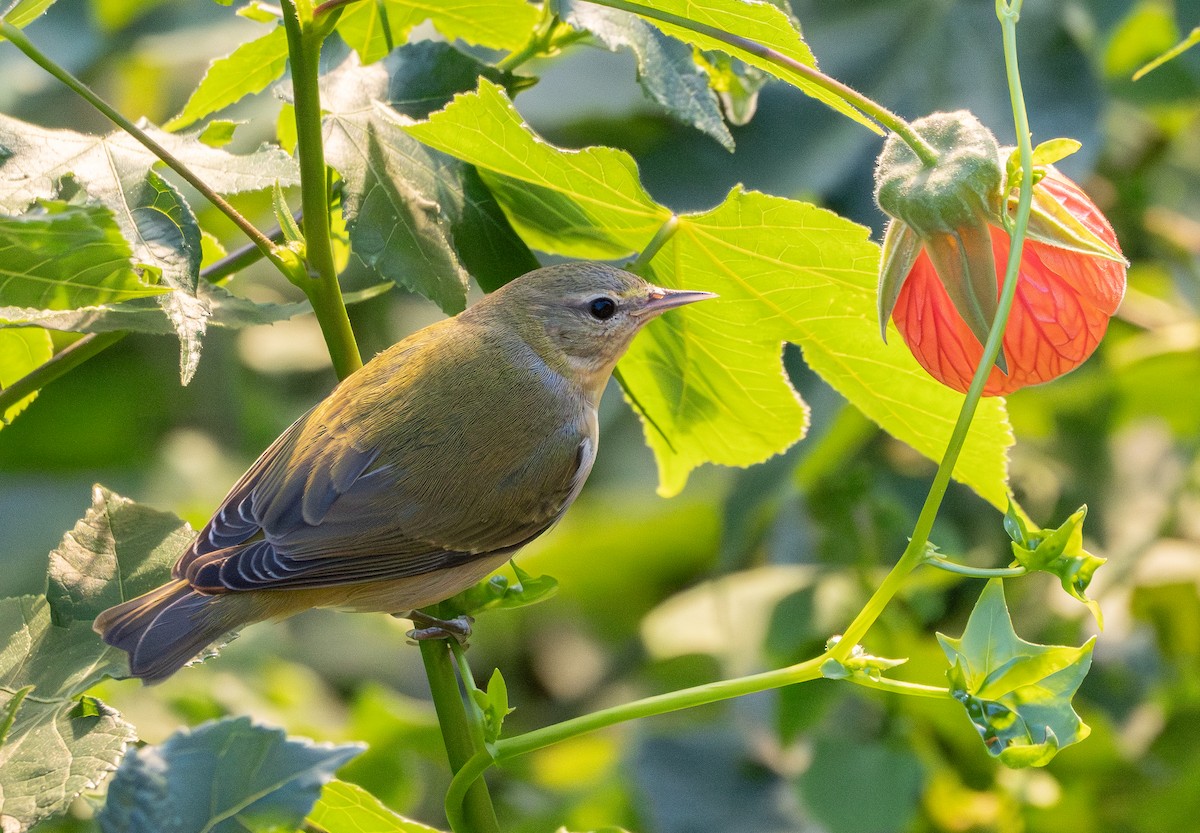 Tennessee Warbler - ML646340344
