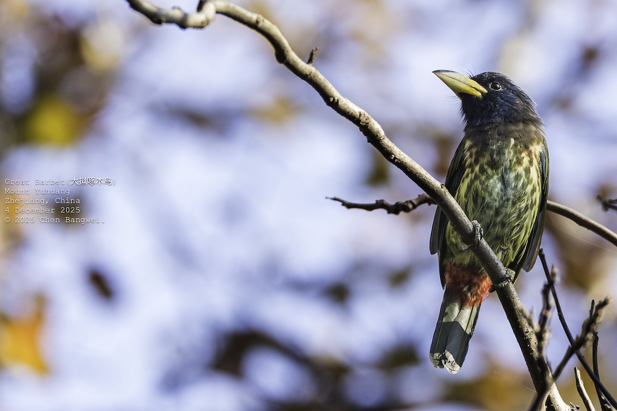 オオゴシキドリ - ML646340346