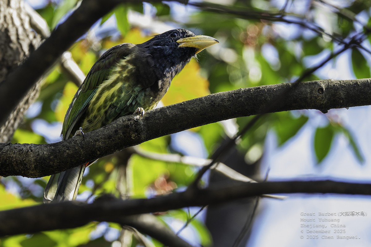 オオゴシキドリ - ML646340347