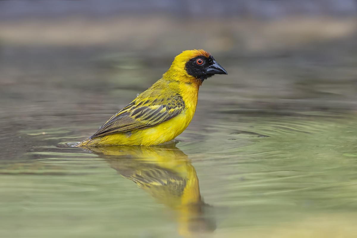 キイロメンガタハタオリ - ML646340348