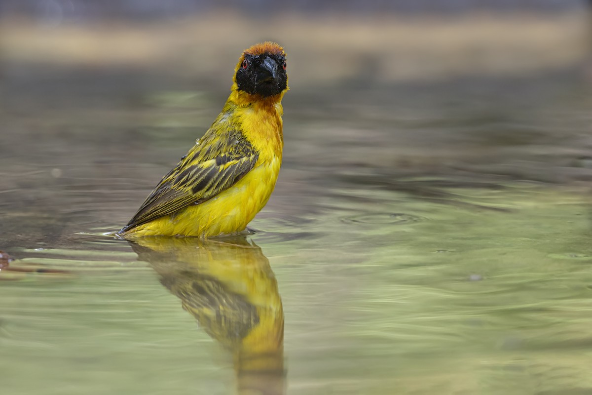 キイロメンガタハタオリ - ML646340349