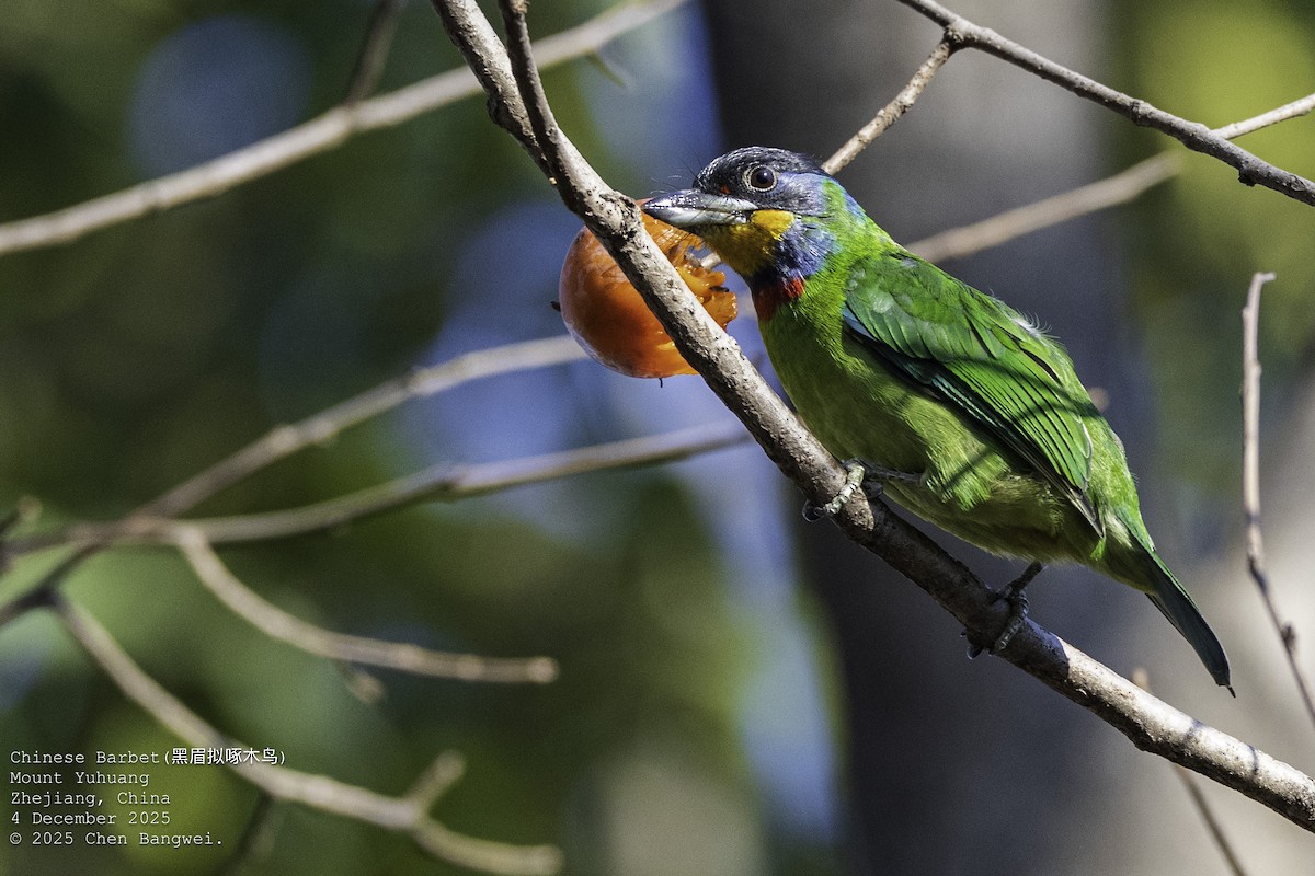 チュウゴクゴシキドリ - ML646340351