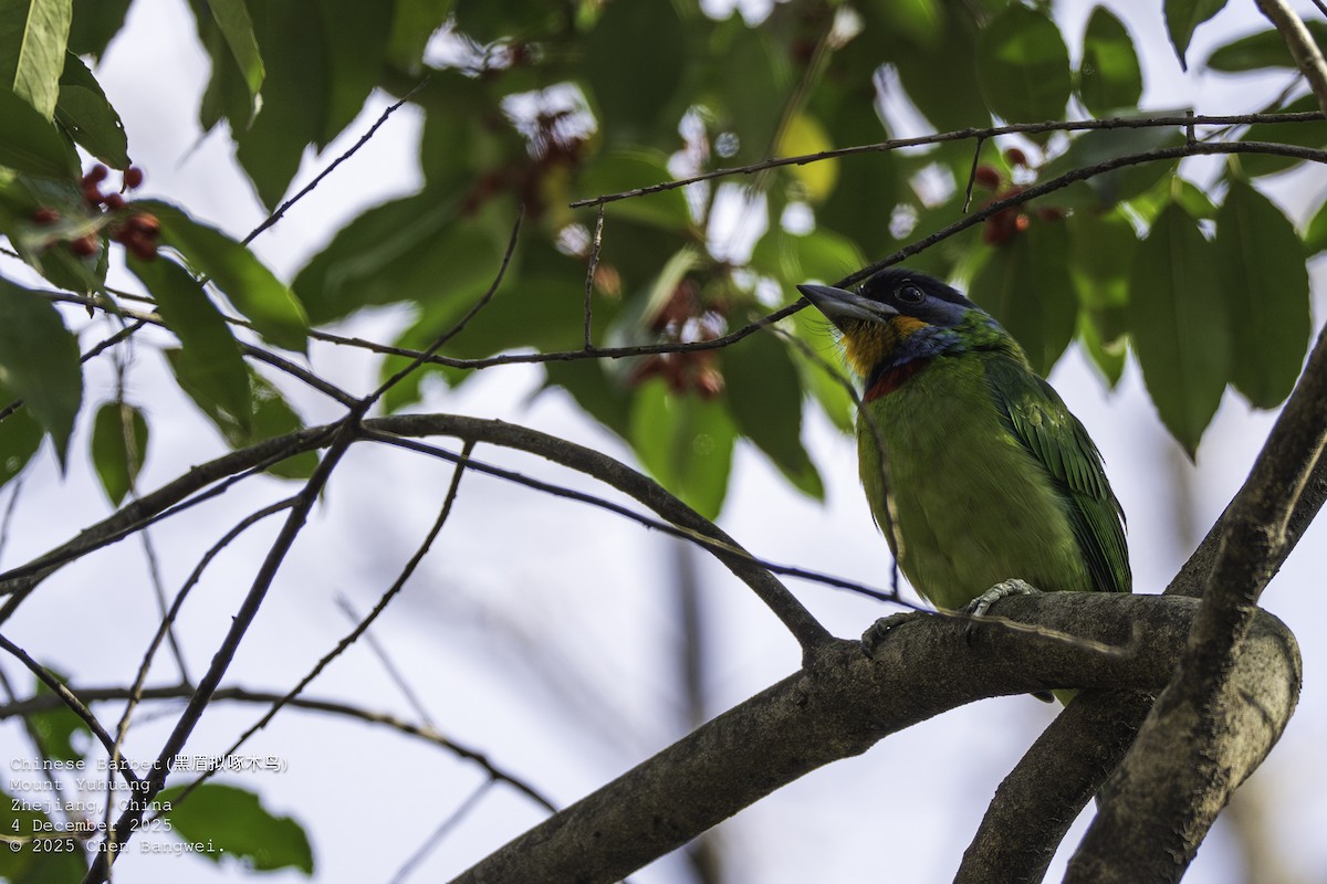 チュウゴクゴシキドリ - ML646340352