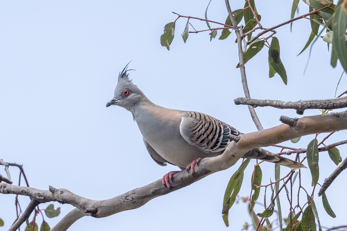 レンジャクバト - ML646340353