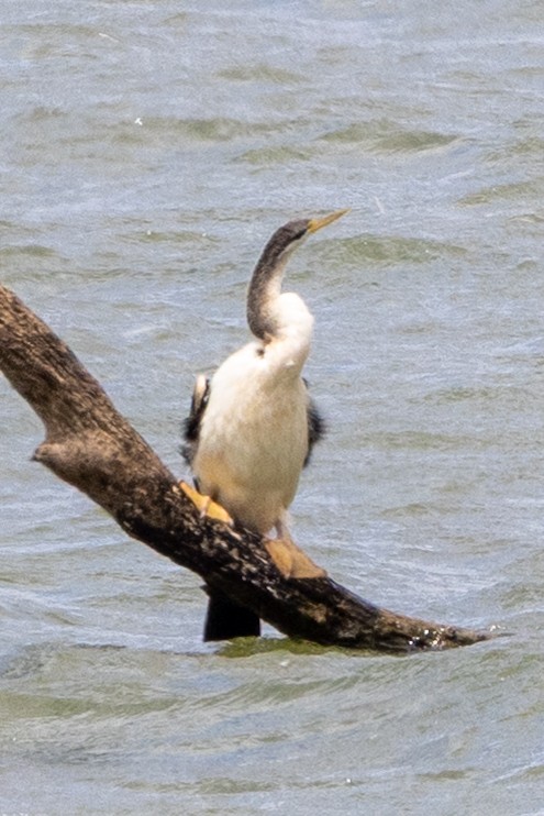 オーストラリアヘビウ - ML646340354