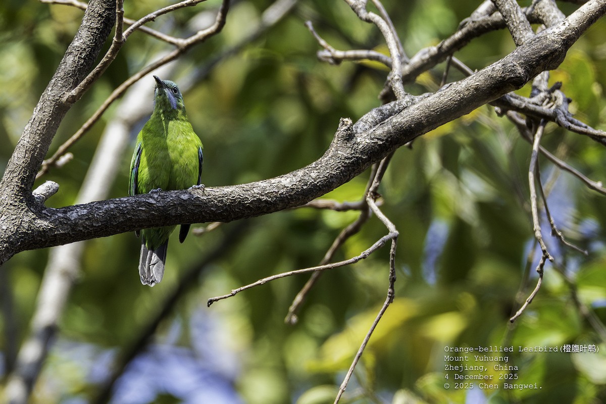 アカハラコノハドリ - ML646340355