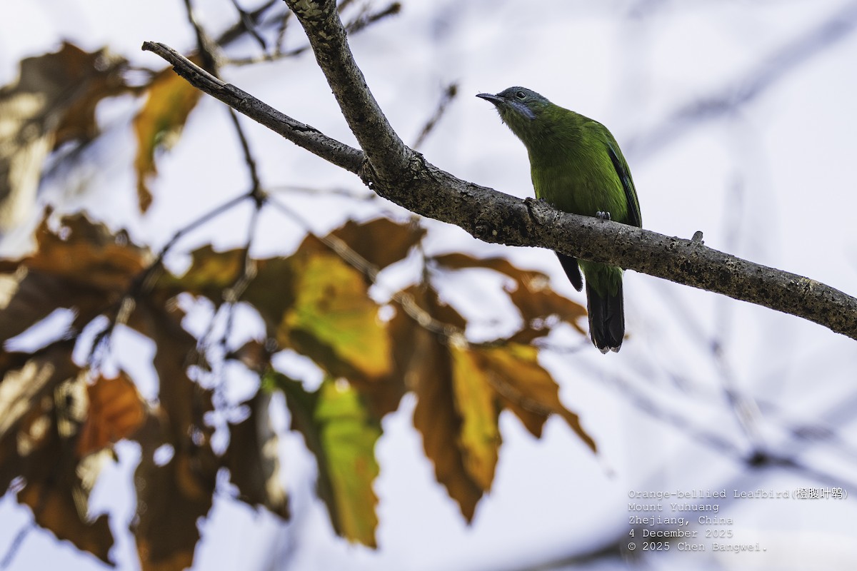 アカハラコノハドリ - ML646340356
