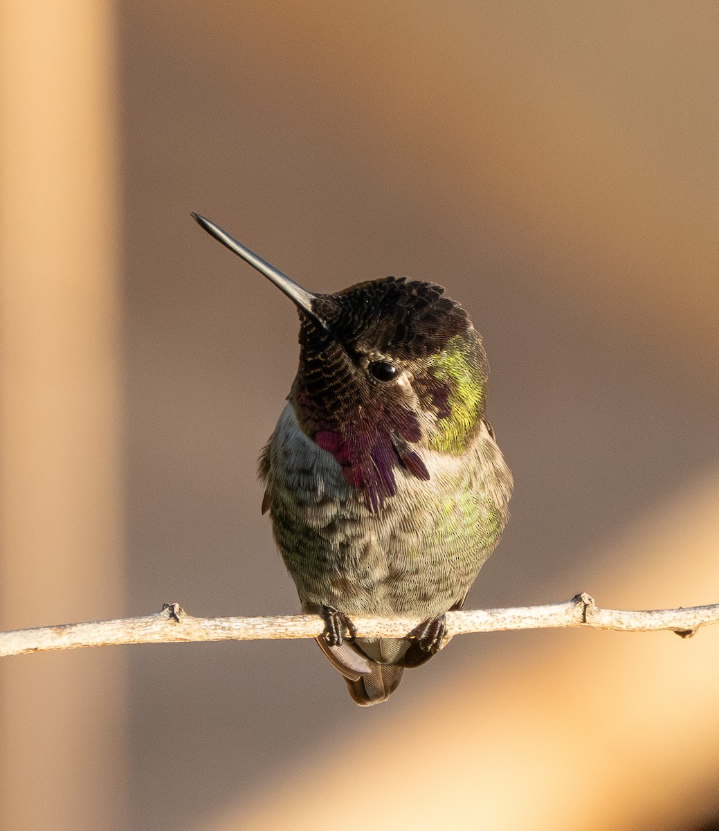 アンナハチドリ - ML646340357