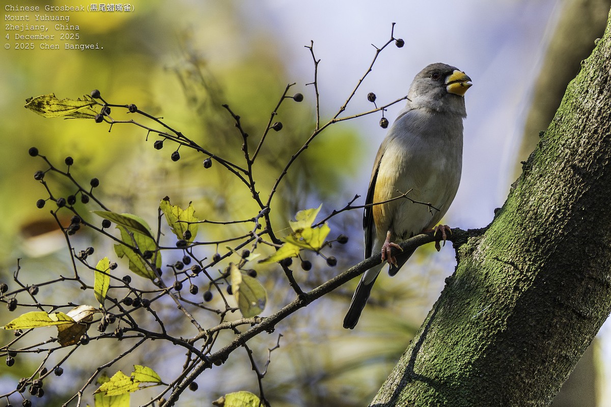 コイカル - ML646340358