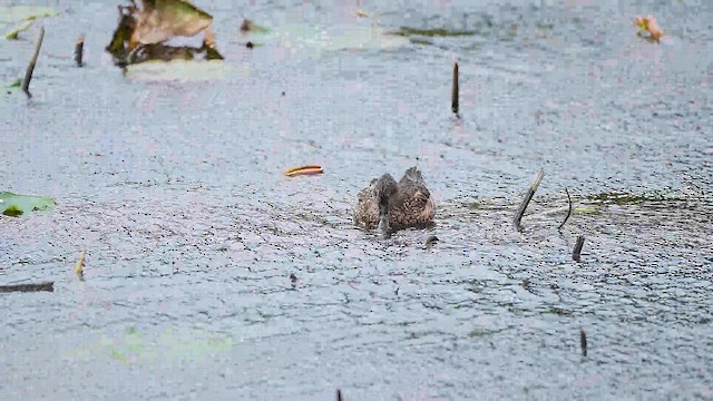 čírka srpoperá - ML646340359