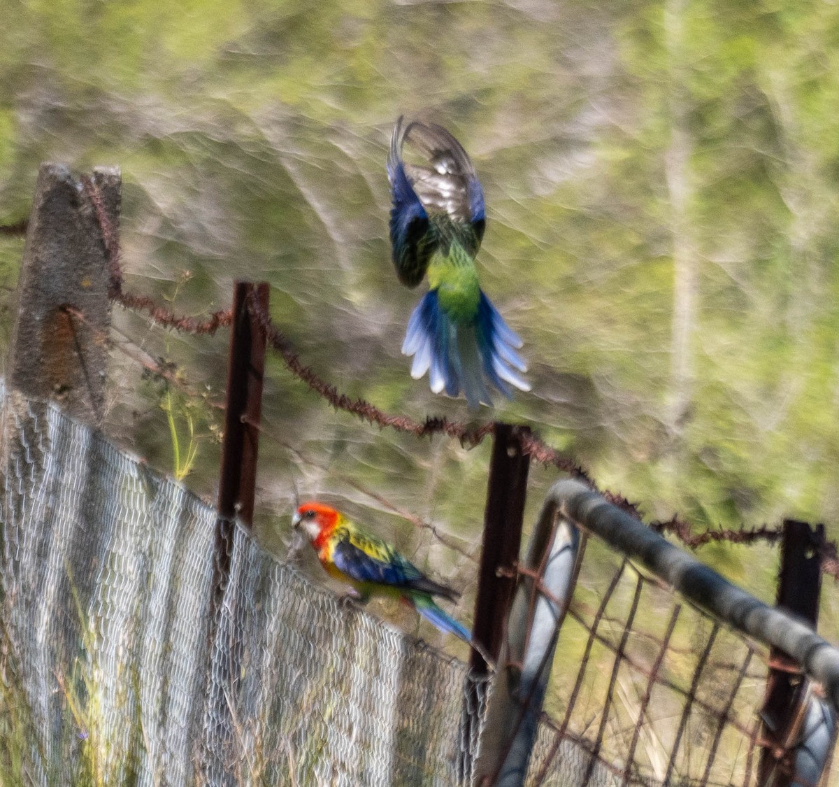 ナナクサインコ - ML646340361