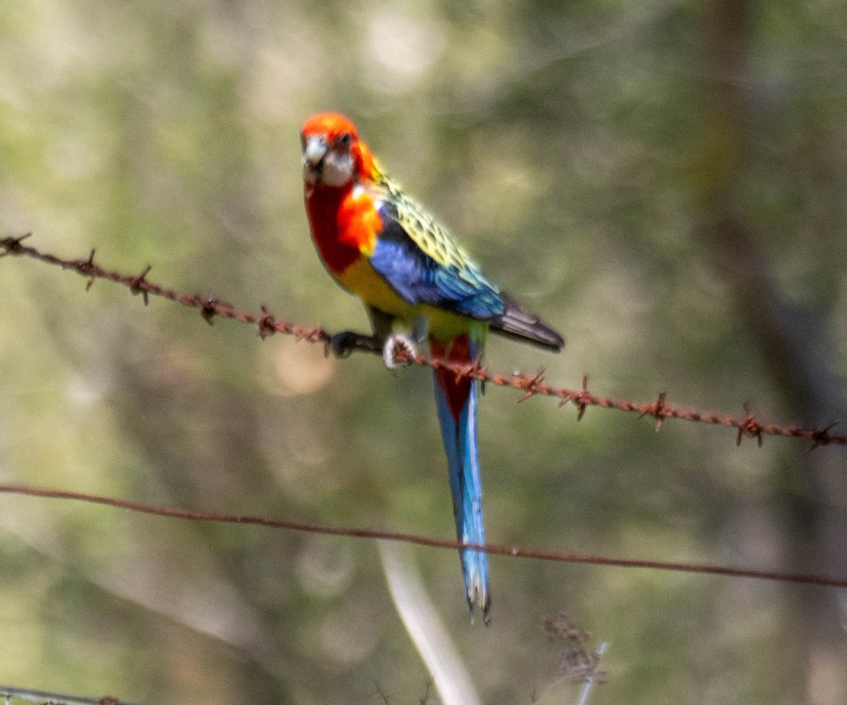 ナナクサインコ - ML646340362