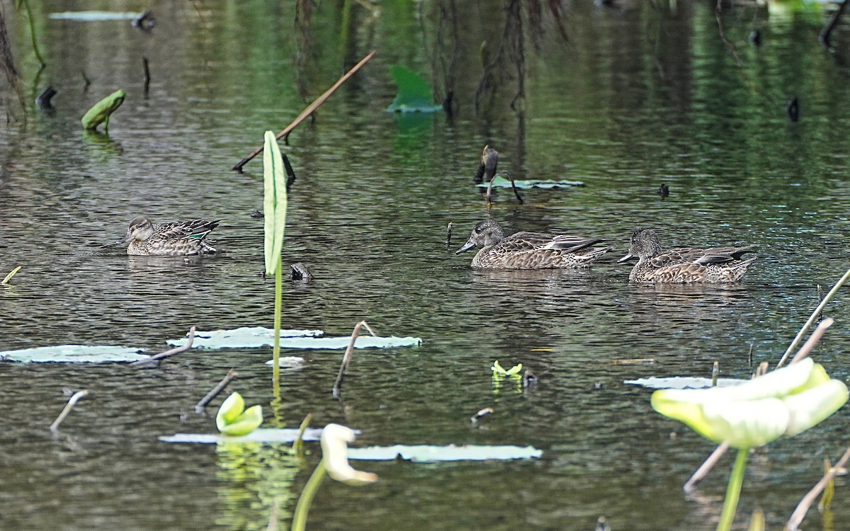 ヨシガモ - ML646340363