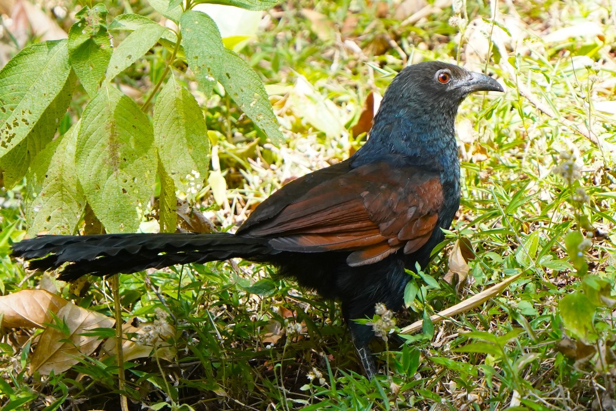 オオバンケン（parroti） - ML646340367