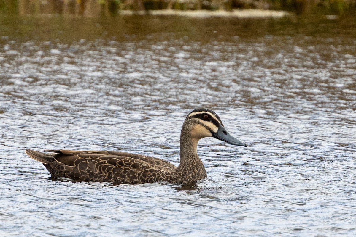 マミジロカルガモ - ML646340368