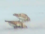 Bécasseau semipalmé - ML646340371