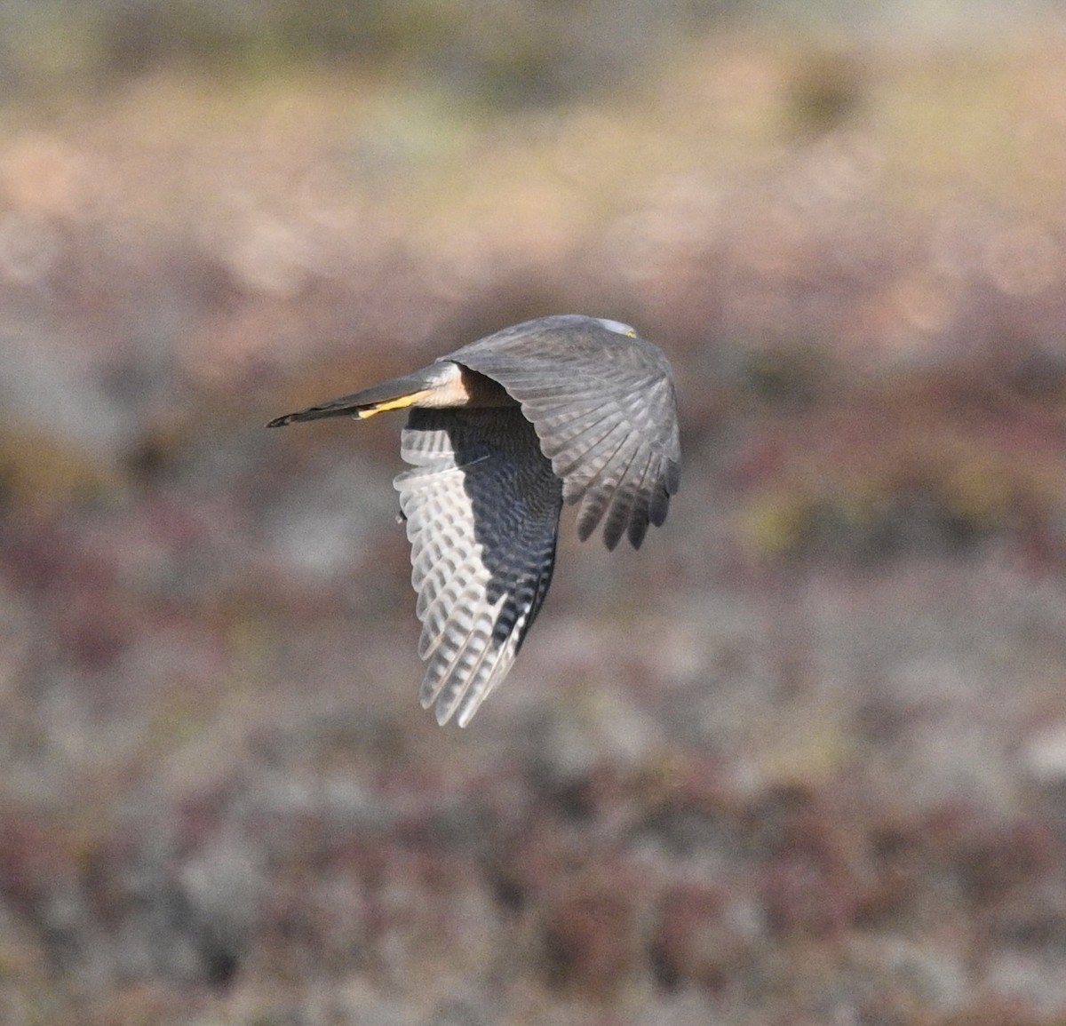 アカエリツミ - ML646340372