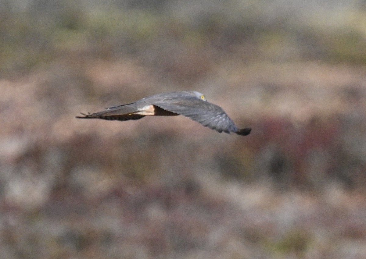 アカエリツミ - ML646340373