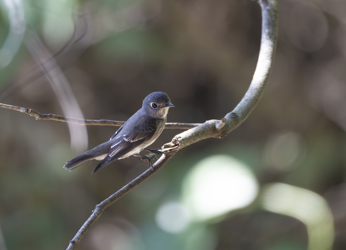 lejsek tmavoboký - ML646340374