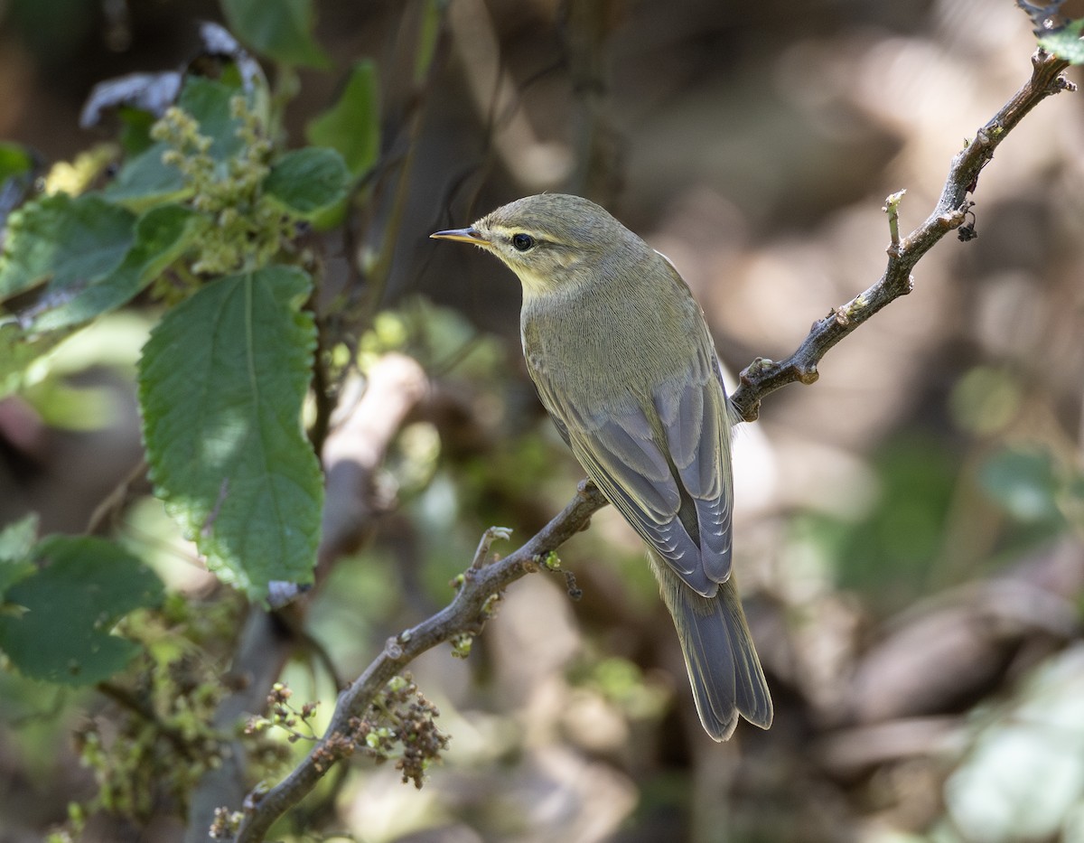 budníček větší - ML646340375