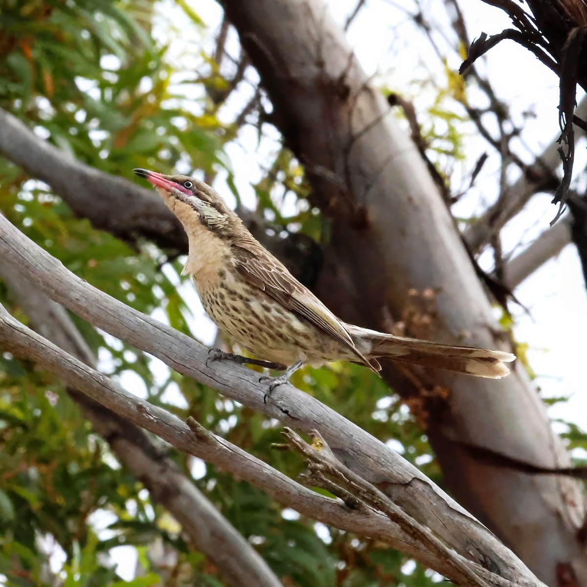 Diken Yanaklı Balkuşu - ML646340376