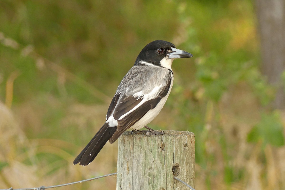Gray Butcherbird - ML646340378