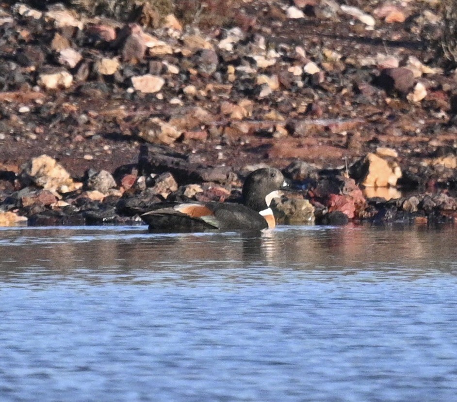 Галагаз австралійський - ML646340379