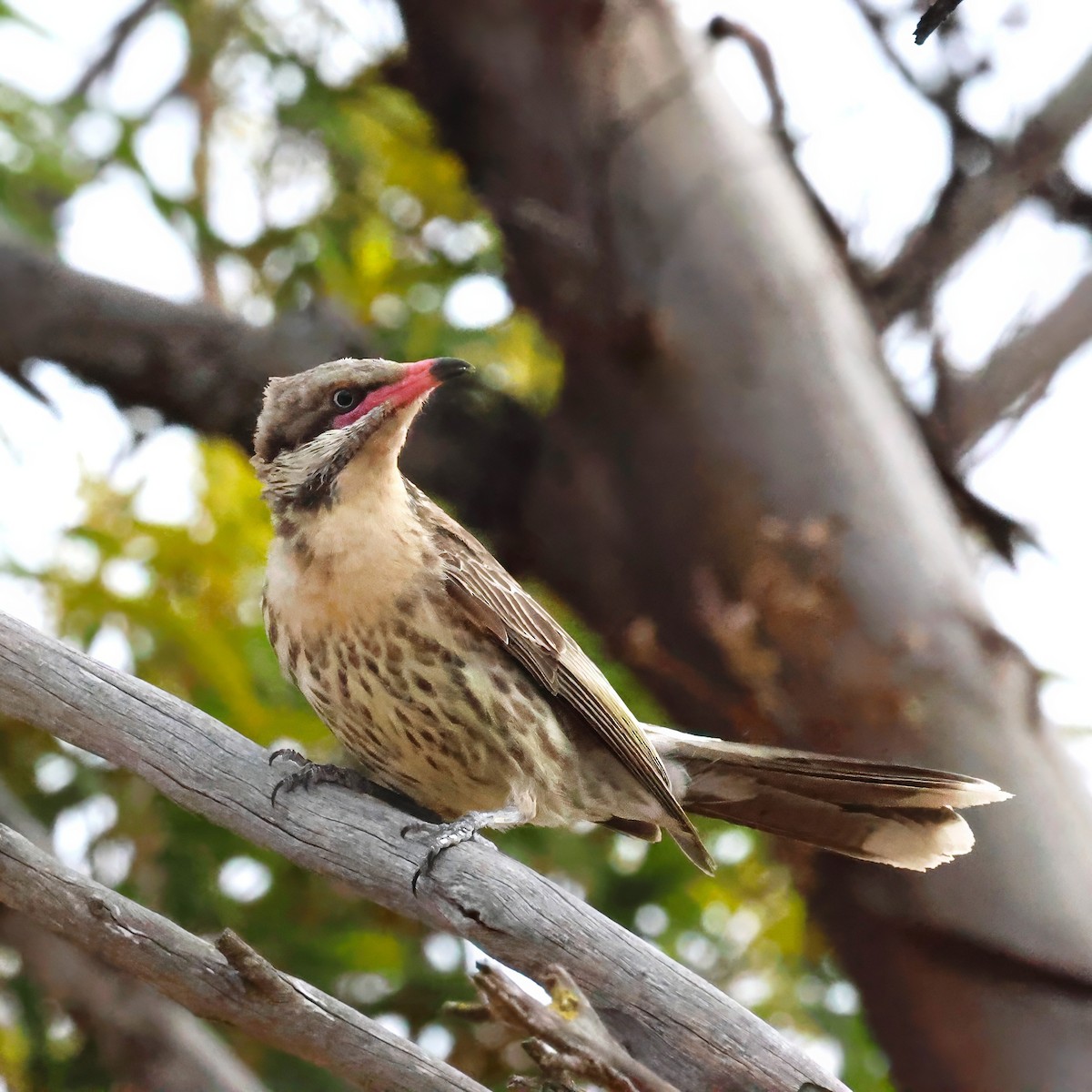 Diken Yanaklı Balkuşu - ML646340380