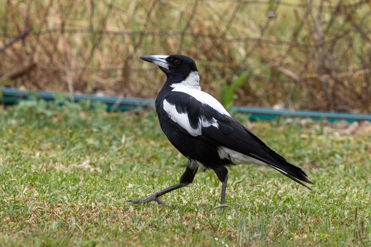 Australian Magpie - ML646340381