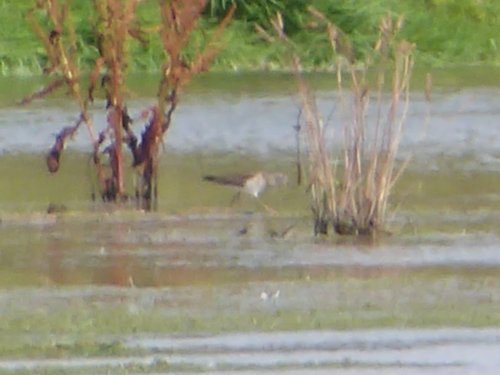 grønnstilk - ML646340382