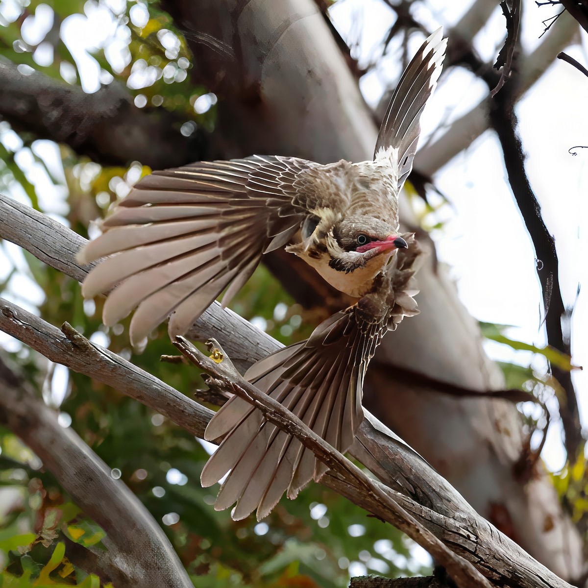 Diken Yanaklı Balkuşu - ML646340383