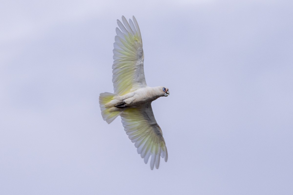 Little Corella - ML646340384