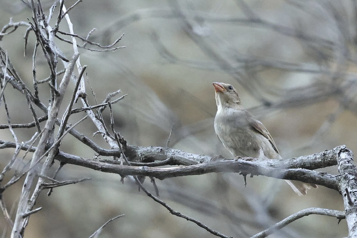 Passera oltremontana - ML646340386