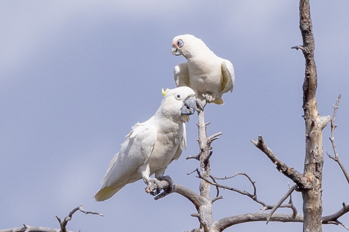 Sulphur-crested Cockatoo - ML646340387