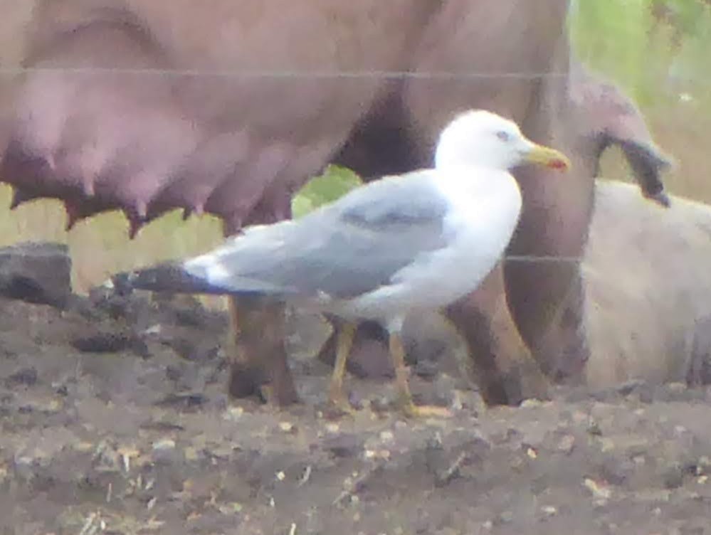 gulbeinmåke - ML646340388