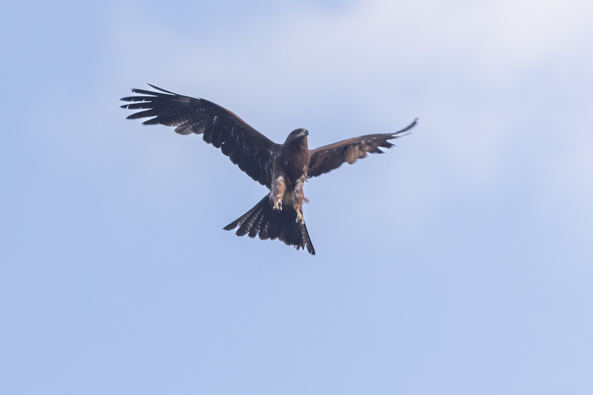 Black Kite - ML646340390