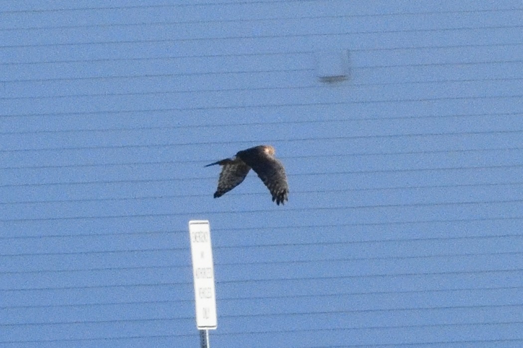 Northern Harrier - ML646340392