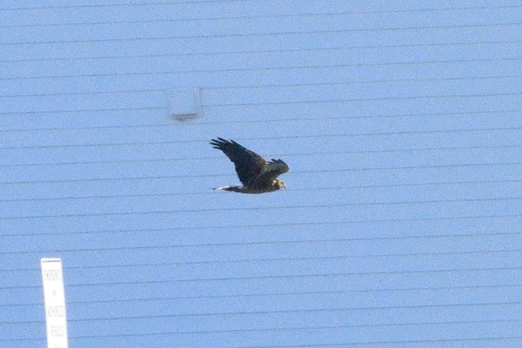 Northern Harrier - ML646340393