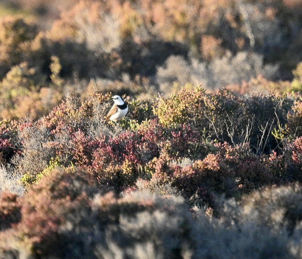 White-fronted Chat - ML646340394