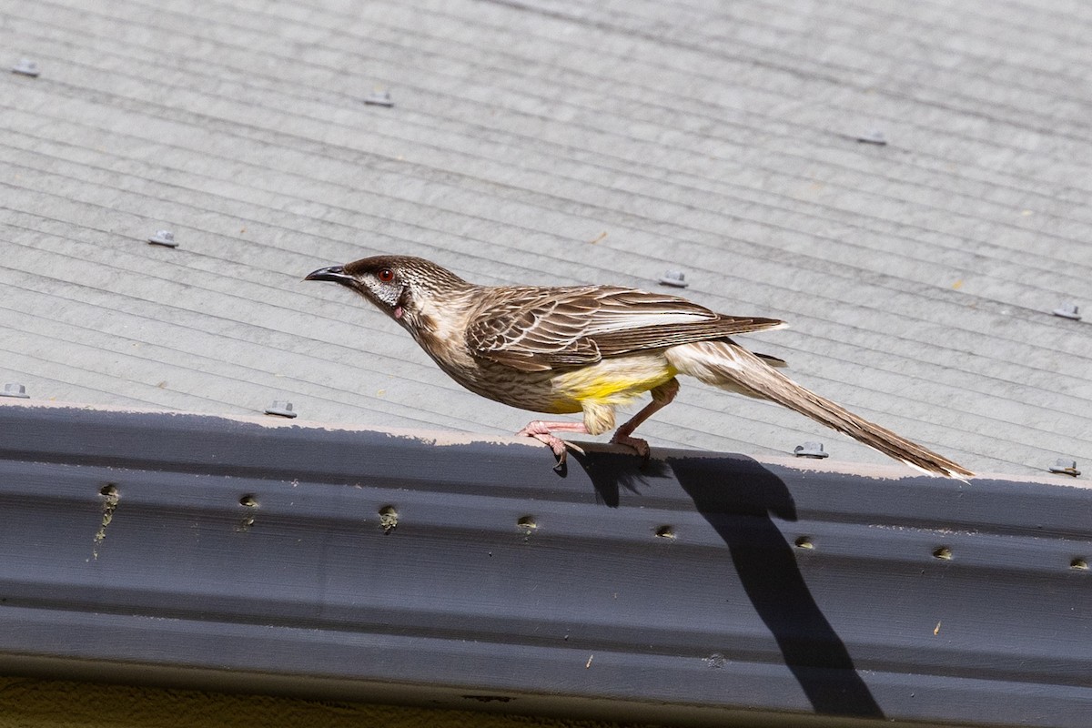 Red Wattlebird - ML646340395