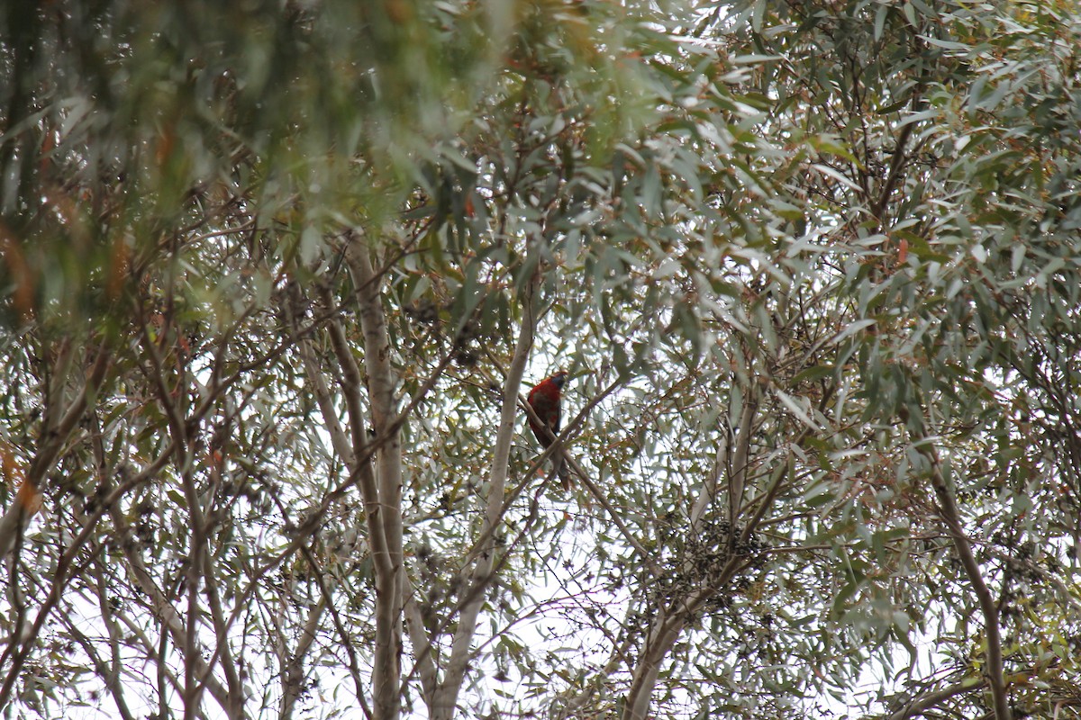 Crimson Rosella - ML646340396