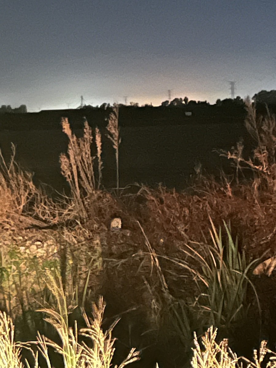 Western Barn Owl - ML646340397